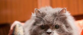 Самые распространенные болезни кошек: симптомы и лечение