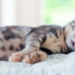 Сонливость у котят: норма или нарушение?