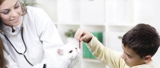 Чем кормить кошку, чтобы не навредить здоровью?