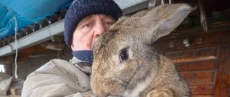 Описание пород кроликов с фотографиями Перспективы разведения бельгийского великана в России