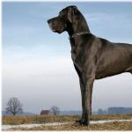 Характеристика собак породы немецкий дог с отзывами и фото