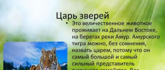 Презентация: Амурский тигр