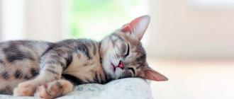 Сонливость у котят: норма или нарушение?