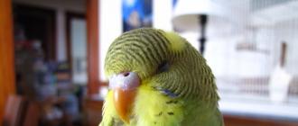 Из-за чего у попугая может опухнуть язык: фото, причины, лечение