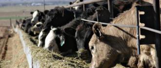 Правильное кормление коров и крс