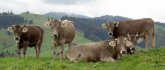Корова швицкой породы: характеристика, цена, отзывы Телята швицкой породы