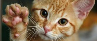 Самое интересное о кошках 5 интересных фактов о кошках