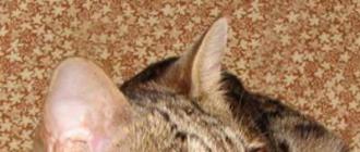 Уссурийская кошка (Уссури)