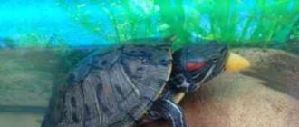 Красноухие черепахи: чем кормить их и как