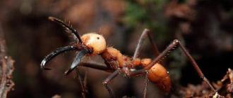 Кочевые муравьи: описание, особенности, интересные факты и отзывы