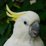 Как ухаживать за попугаем какаду?